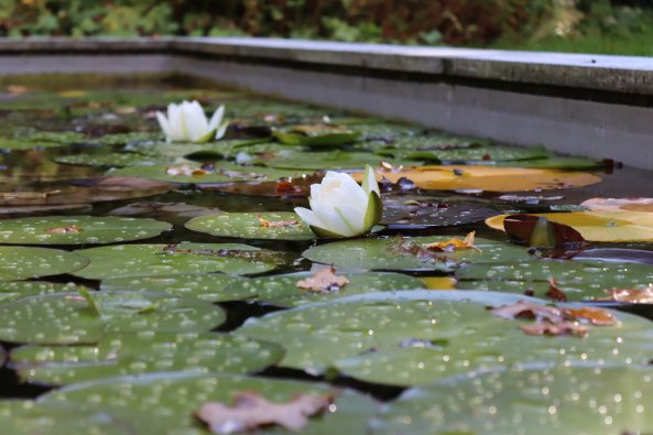 piscine_naturelle_03