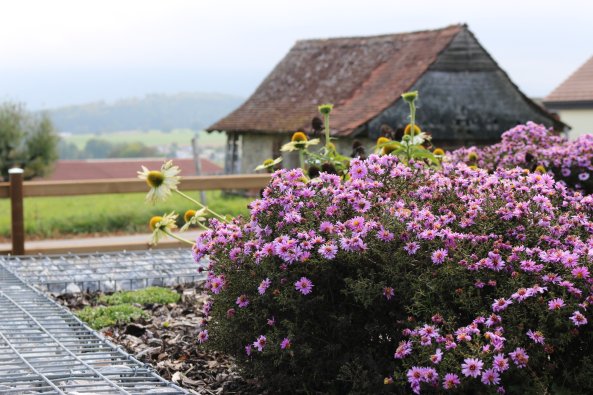 plantations_marsens_1